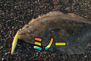 ヒラメのミノーでの釣り方 おすすめカラーや重さとサイズ アクション 動かし方のコツ Turi Pop